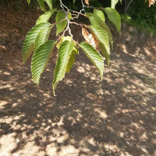 クマシデ（熊四手） (Carpinus japonica)-i