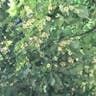 Hungarian silver linden (Tilia tomentosa)-i