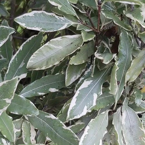 Lemonwood (Pittosporum eugenioides)-i