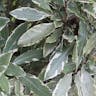 Lemonwood (Pittosporum eugenioides)-i