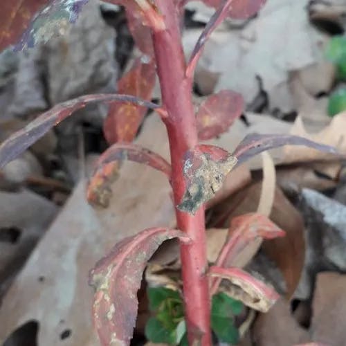 トウダイグサ（燈台草） (Euphorbia helioscopia)-i