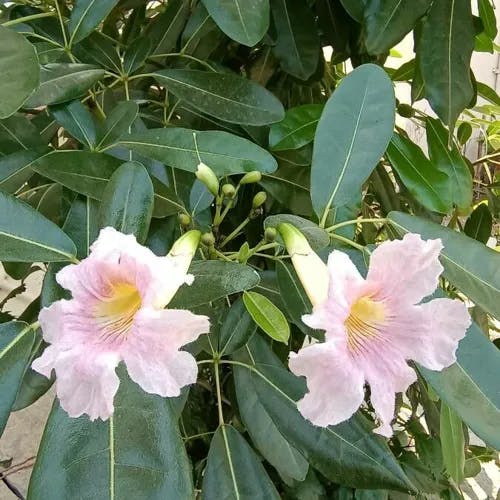 モモイロノウゼン（桃色凌霄花） (Tabebuia pallida)-i