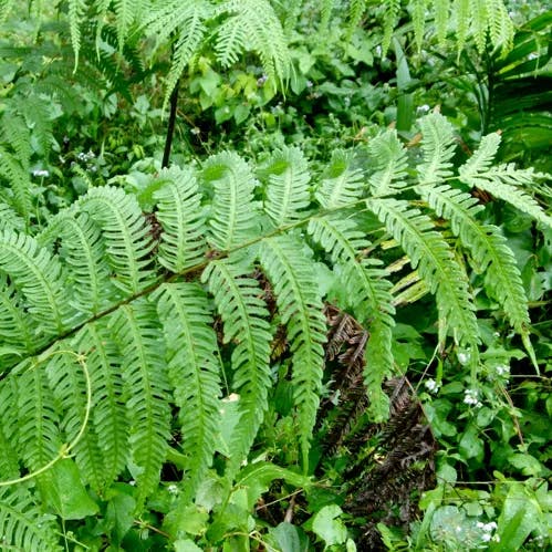 ナチシダ（那智羊歯） (Pteris wallichiana)-i