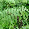 ナチシダ（那智羊歯） (Pteris wallichiana)-i