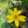 Prairie coreopsis (Coreopsis palmata)-i