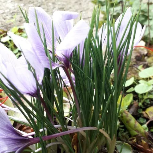 サフラン（蕃紅花） (Crocus sativus)-i