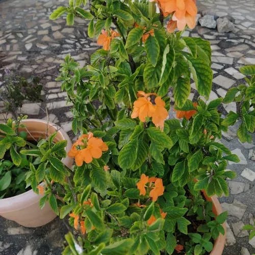 Firecracker-flower (Crossandra infundibuliformis)-i