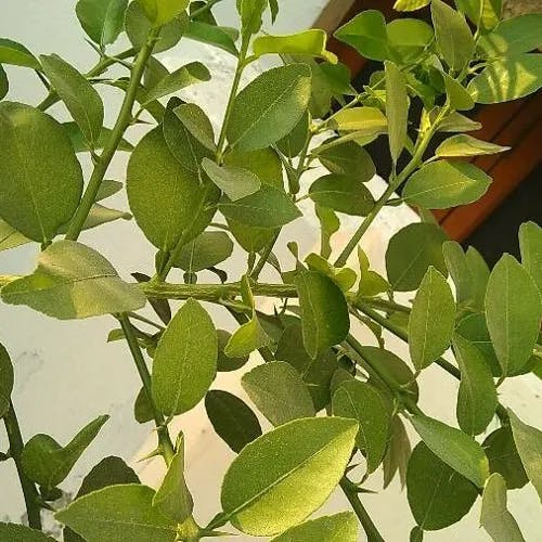 ライム (Citrus aurantiifolia)-i