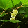 シマサルナシ（島猿梨） (Actinidia rufa)-i