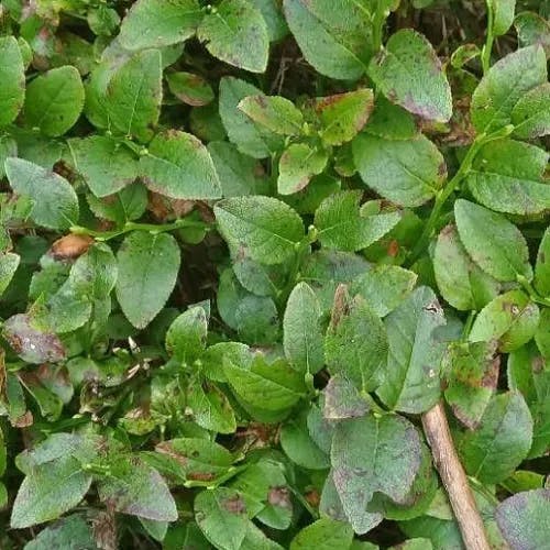 European blueberry (Vaccinium myrtillus)-i