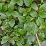 European blueberry (Vaccinium myrtillus)-i