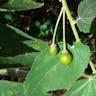 Calabur-tree (Muntingia calabura)-i