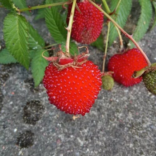 バライチゴ（薔薇莓） (Rubus illecebrosus)-i