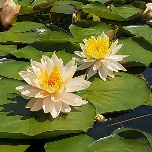 Fragrant water-lily (Nymphaea odorata)-i