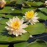 Fragrant water-lily (Nymphaea odorata)-i