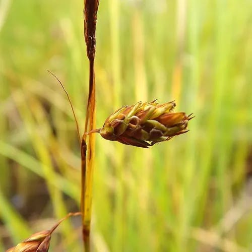 ヤチスゲ（谷地菅） (Carex limosa)-i