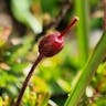 エゾノツガザクラ（蝦夷の栂桜） (Phyllodoce caerulea)-i