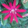 ブラジルトケイソウ（伯剌西爾時計草） (Passiflora coccinea)-i