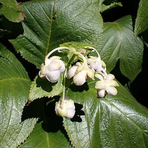 ギンバイソウ（銀梅草） (Hydrangea bifida)-i