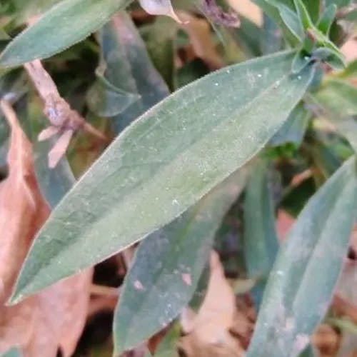 セキチク（石竹） (Dianthus chinensis)-i
