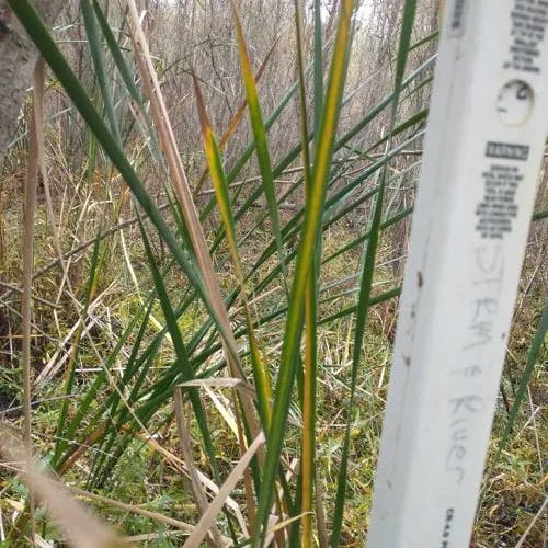 ヒメガマ（姫蒲） (Typha domingensis)-i