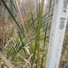 ヒメガマ（姫蒲） (Typha domingensis)-i