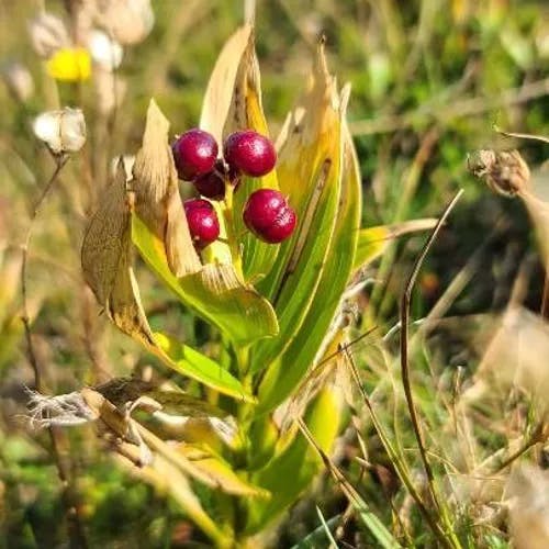 Star false solomon's-seal (Maianthemum stellatum)-i