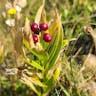 Star false solomon's-seal (Maianthemum stellatum)-i