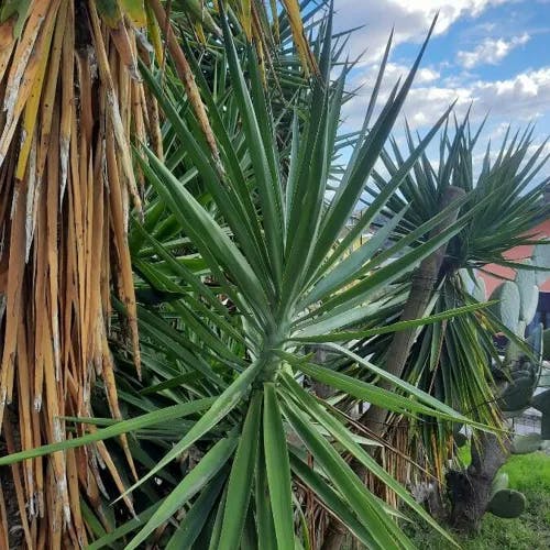 Bluestem yucca (Yucca gigantea)-i