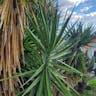 Bluestem yucca (Yucca gigantea)-i