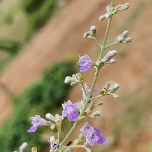 Chinese chastetree (Vitex negundo)-i