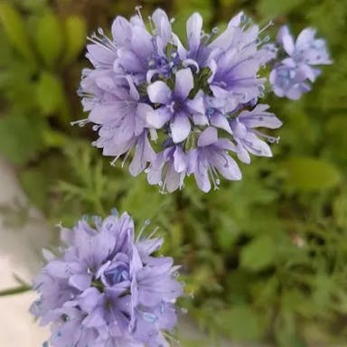 Blue thimble-flower