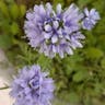 Blue thimble-flower (Gilia capitata)-i
