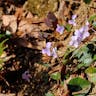 ナガバタチツボスミレ（長葉立壺菫） (Viola ovato-oblonga)-i