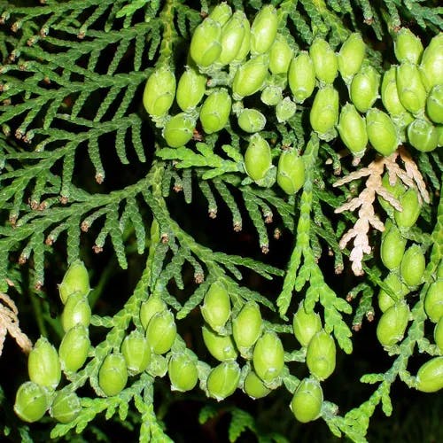 ベイスギ（米杉） (Thuja plicata)-i