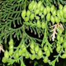 ベイスギ（米杉） (Thuja plicata)-i