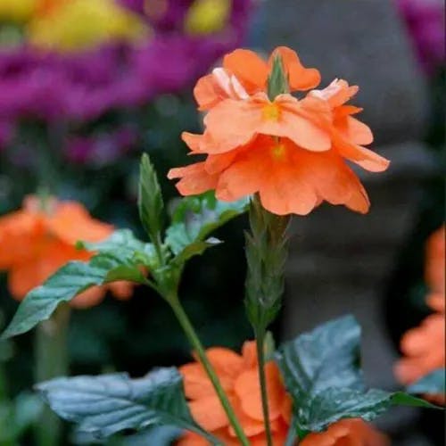 Firecracker-flower (Crossandra infundibuliformis)-i