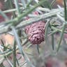 European gorse (Ulex europaeus)-i