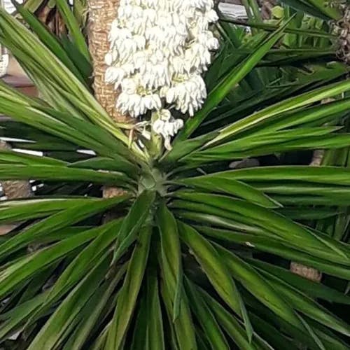 センジュラン（千寿蘭） (Yucca aloifolia)-i