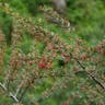 カザンデマリ（崋山手毬） (Pyracantha crenulata)-i