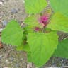 タカサゴムラサキアカザ（高砂紫藜） (Chenopodium giganteum)-i