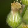 オオアレチノギク（大荒れ地野菊） (Erigeron sumatrensis)-i