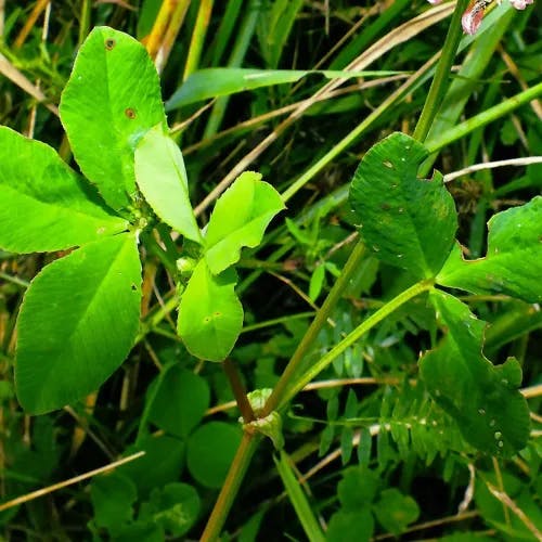 タチオランダゲンゲ（立阿蘭陀紫雲英） (Trifolium hybridum)-i