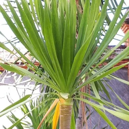 Bluestem yucca (Yucca gigantea)-i