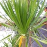 Bluestem yucca (Yucca gigantea)-i