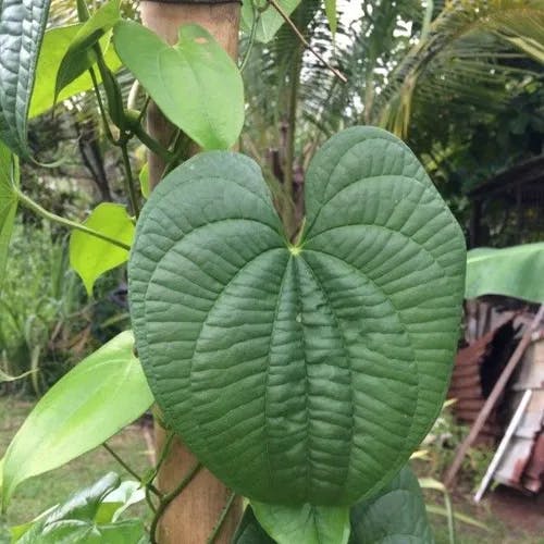 ニガカシュウ（苦何首烏） (Dioscorea bulbifera)-i