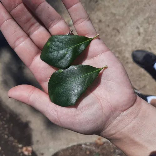 Canyon live oak (Quercus chrysolepis)-i