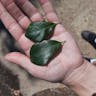 Canyon live oak (Quercus chrysolepis)-i