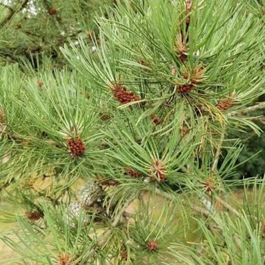 Bishop pine
