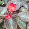 Flame-violet (Episcia cupreata)-i